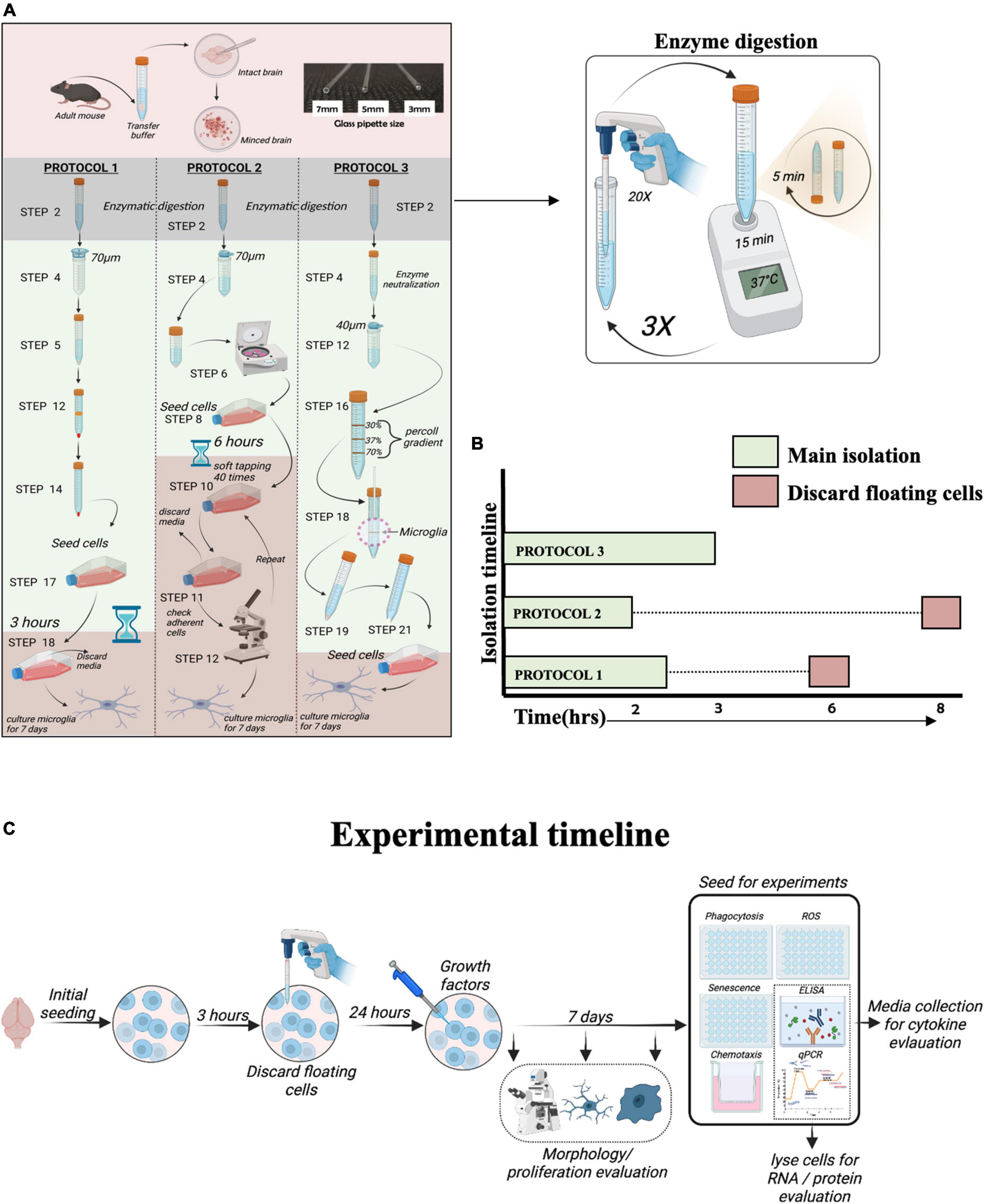 Microglia isolation from aging mice for cell culture: A beginner’s guide